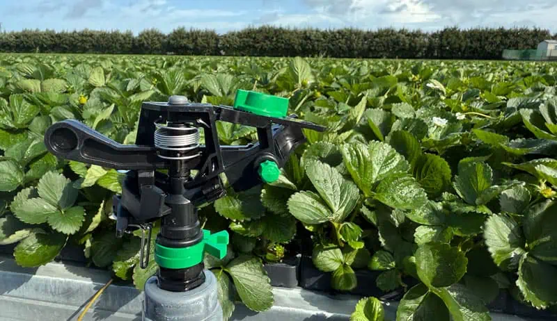 Sitetech | Services Green irrigation sprinkler in strawberry field crop