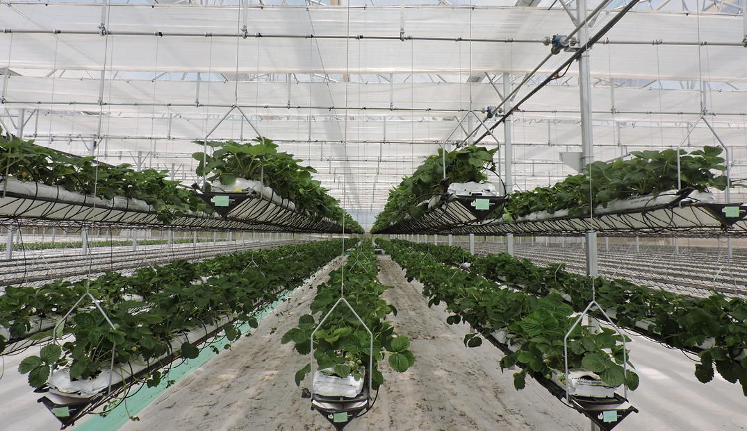 Sitetech | Services Modern greenhouse with rows of strawberry plants growing hydroponically