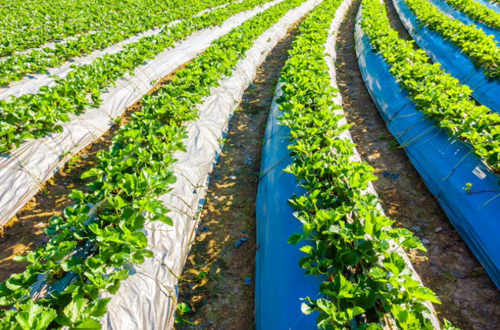 Sitetech | Complete Guide to Drip Irrigation System Design and Installation Drip Irrigation System