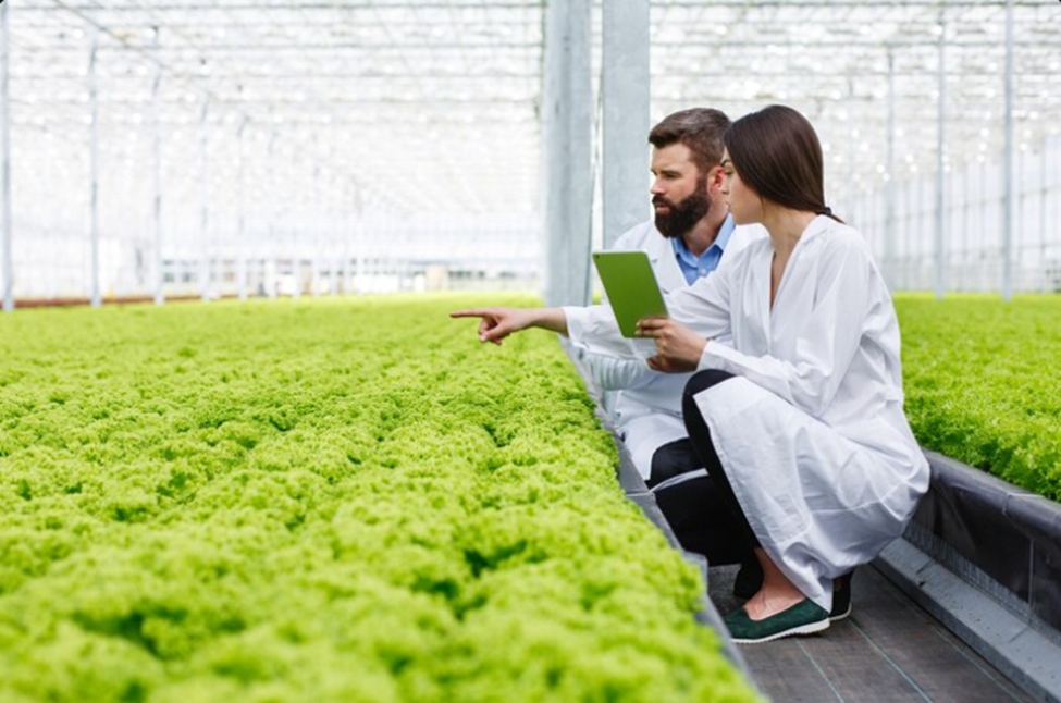 Sitetech | How Smart Farming Technology Is Transforming Agriculture in the UK Agronomists examining lettuce crops in modern greenhouse